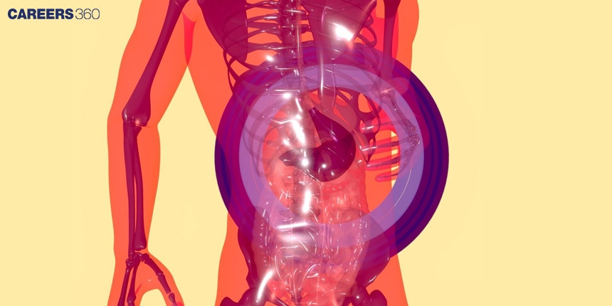 Tubular Secretion And Tubular Reabsorption: Definition And Difference