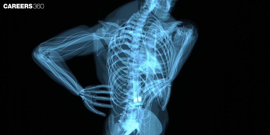 Vertebral Column: Function, Anatomy, Structure, Topic