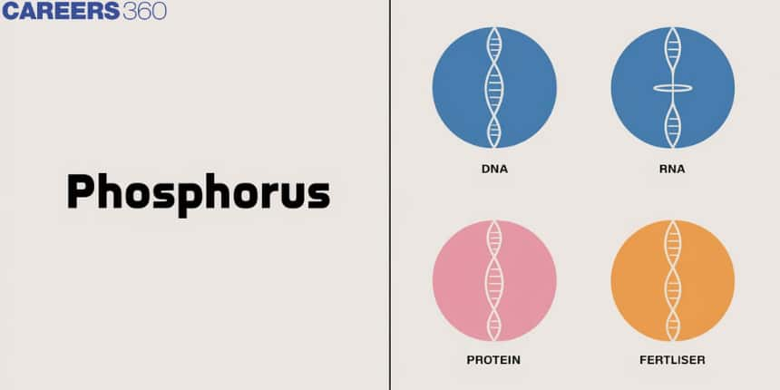 Phosphorus: Definition, Properties, Formula and Examples