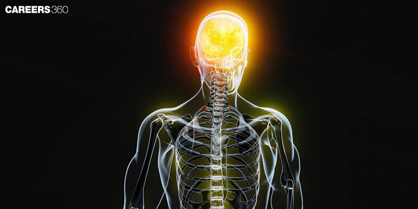 Autonomic Nervous System: Divisions, Functions, Anatomy, Function, Disorders