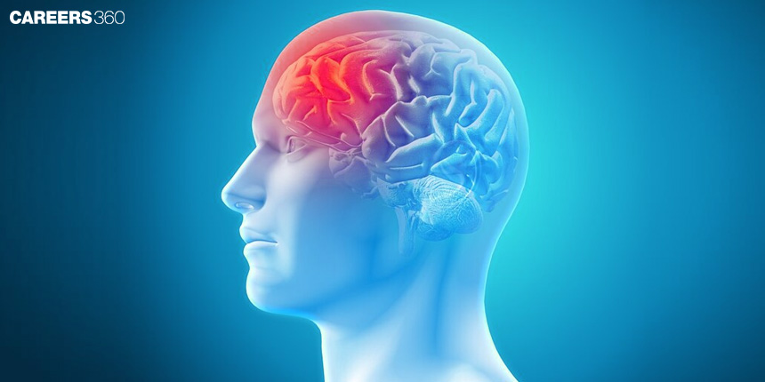 cerebrospinal fluid: definition, meaning, function, diagram, circulation