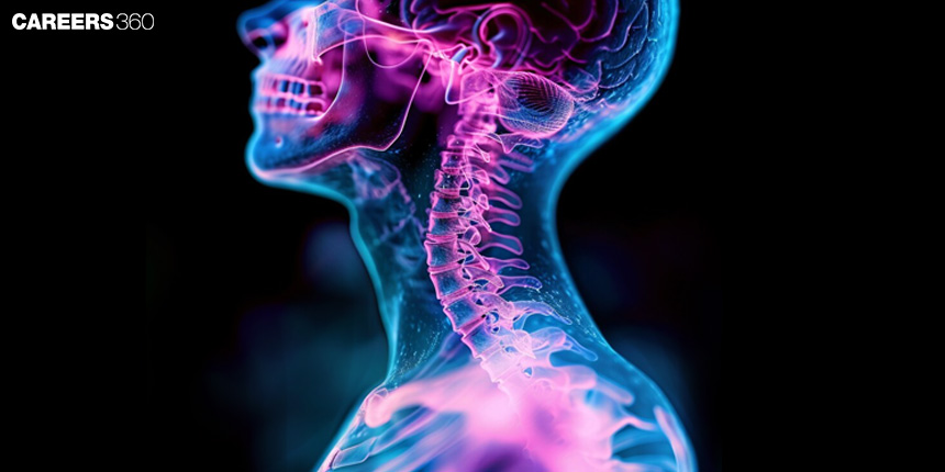 Cranial and Spinal Nerves: Definition, Function, Diagram, Function, Structure