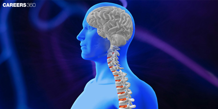 Difference between Brain and Spinal Cord: Function, Anatomy and Structure