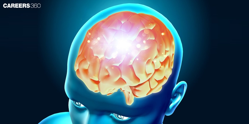 Difference between Forebrain, Midbrain, and Hindbrain: Functions & Diagrams