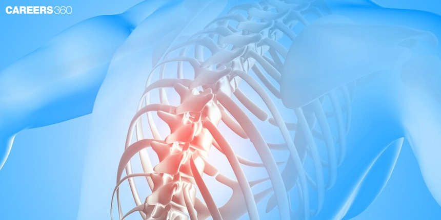 Difference Between Spinal Cord and Backbone: Function, Parts, Segments