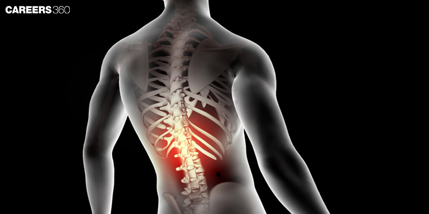 Spinal Cord: definition, meaning, function, diagram, structure