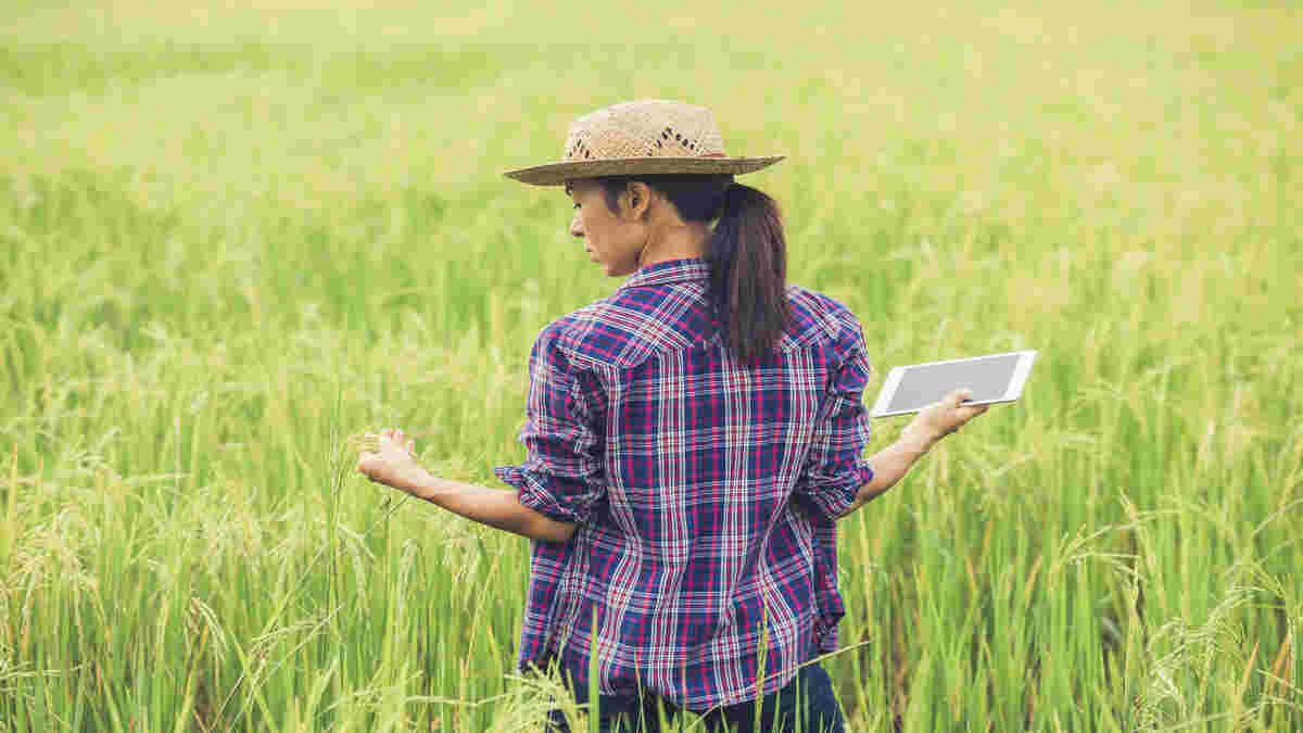 Agriculture is the backbone of our nation, says Karnataka governor. (Representational Image: Freepik)