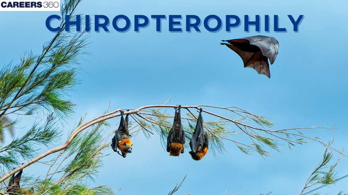 Chiropterophily - Pollination by Bats: Definition, Examples, Diagram, Examples