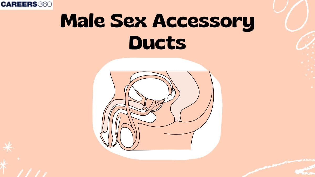 Male Sex Accessory Ducts: Description, Characteristics, Function