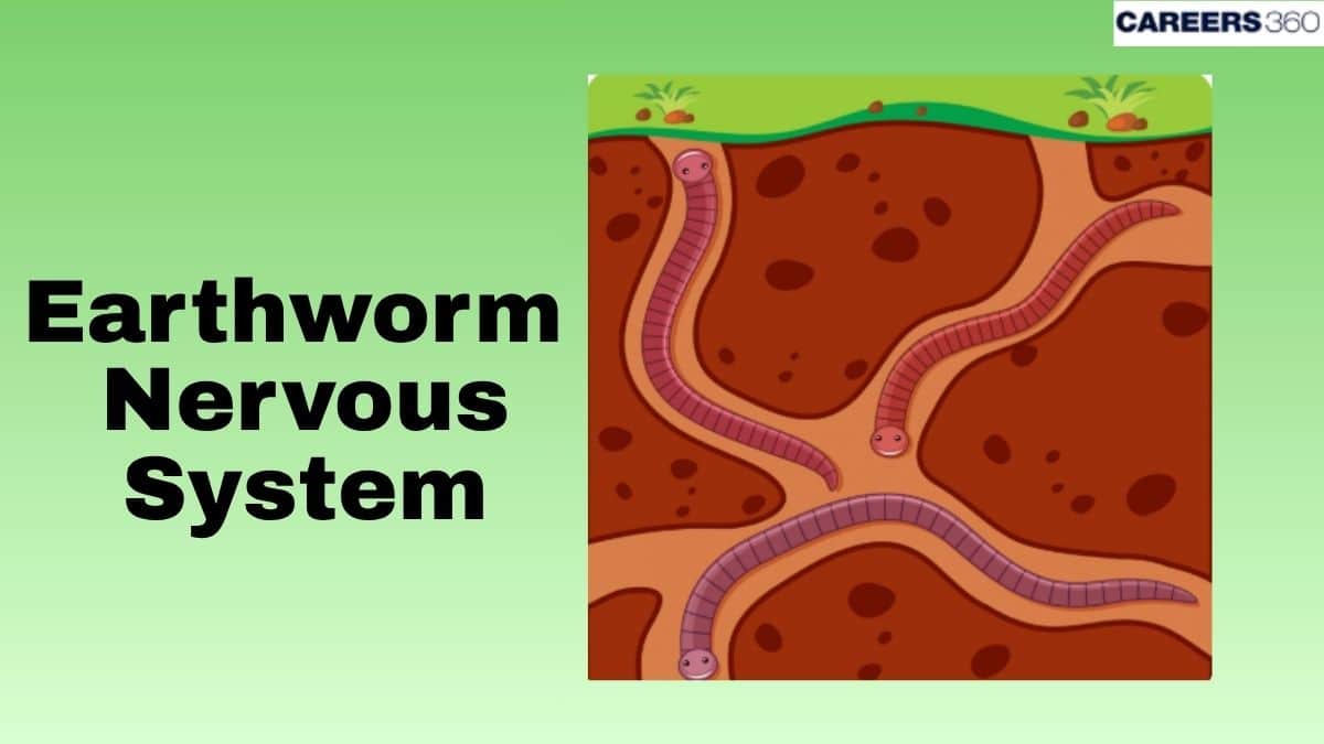 Nervous system of Earthworm