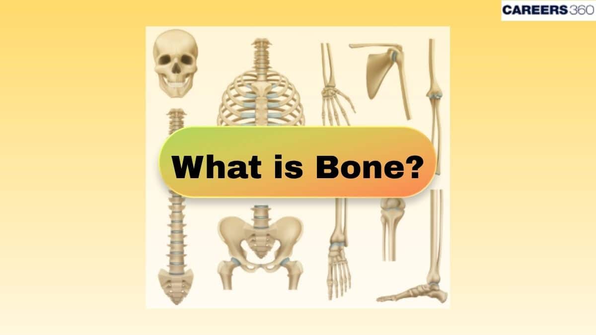 What Is Bone? - Types And Functions