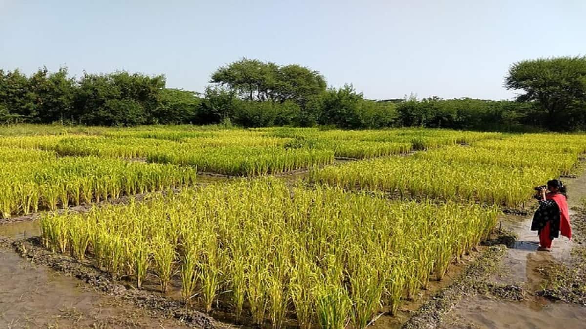 ICAR round 1 seat allotment and document verification will begin on October 23. (Representational image: Wikimedia Commons)