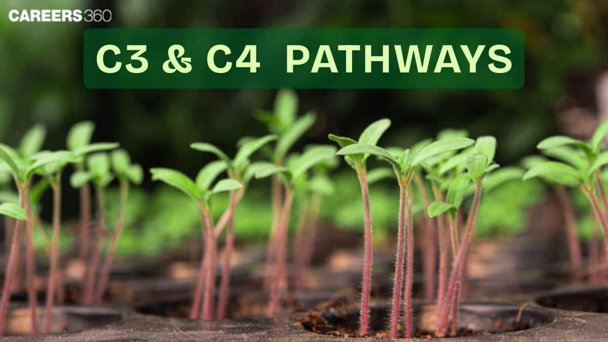 C3 And C4 Pathways - Steps, Differences And FAQ
