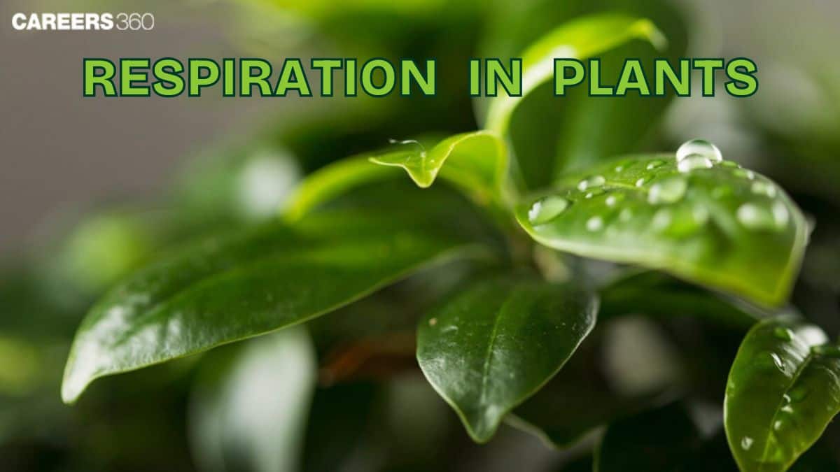 aglaonema plants Aglaonema Butterfly