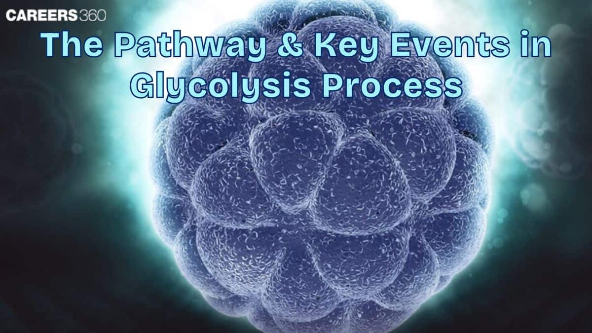 The Pathway And Key Events In Glycolysis Process: Pathway, Steps & Products