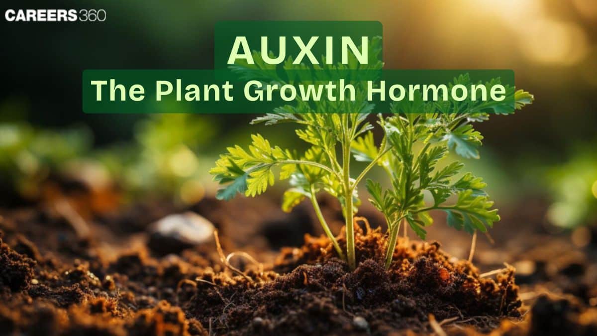Auxins: The Plant Growth Hormone: Definition, Functions, & Uses