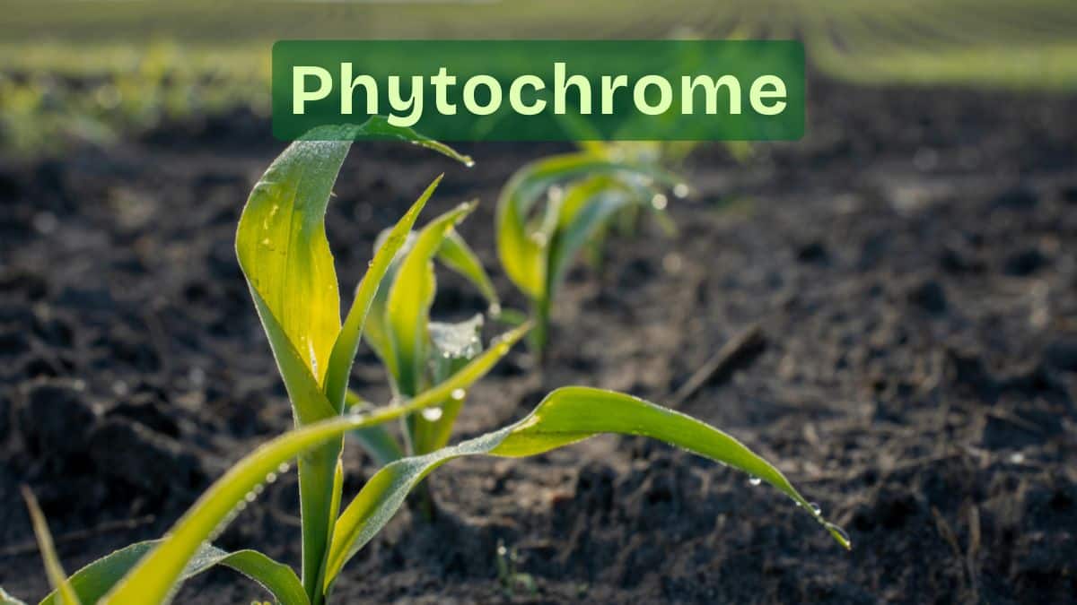 Phytochrome: Definition, Meaning,  Examples, Function,Types & Forms