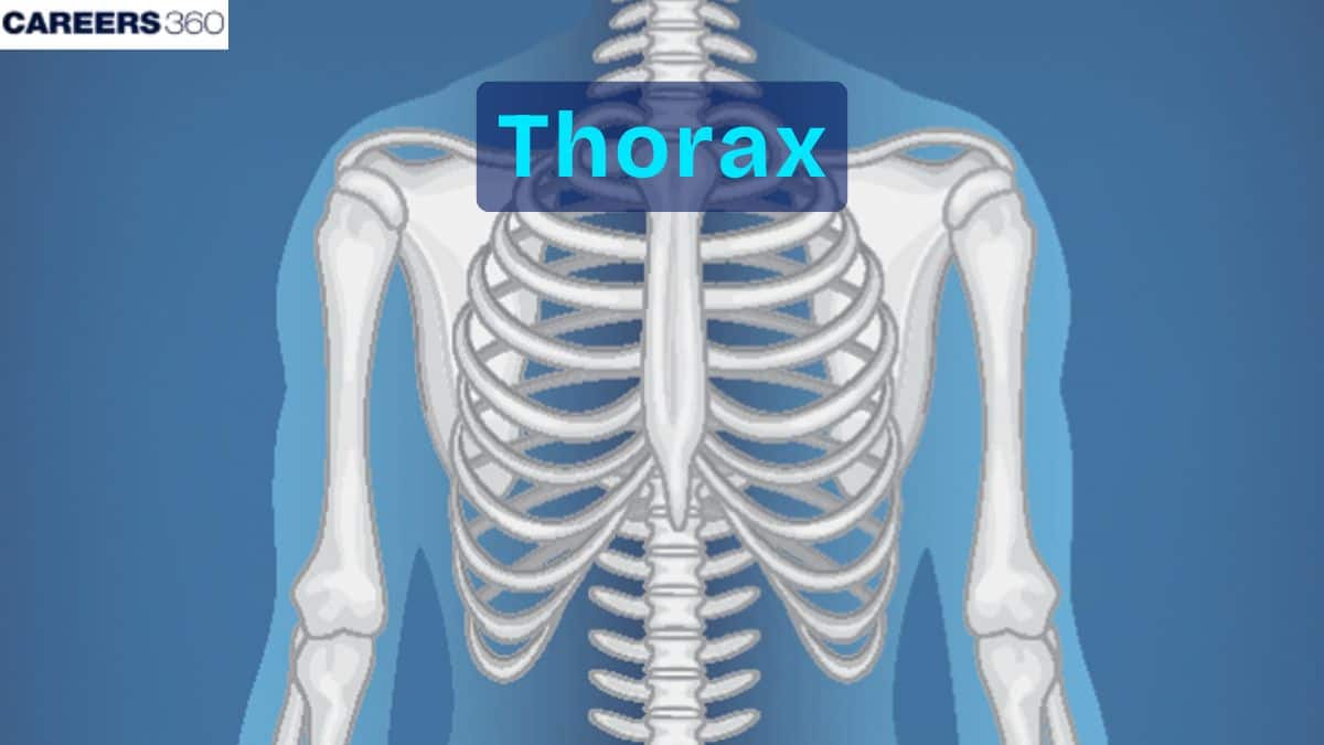 Thorax: Definition, Function, Diagram and Examples