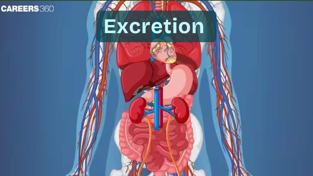 Excretion: Definition, Function, Types, Examples