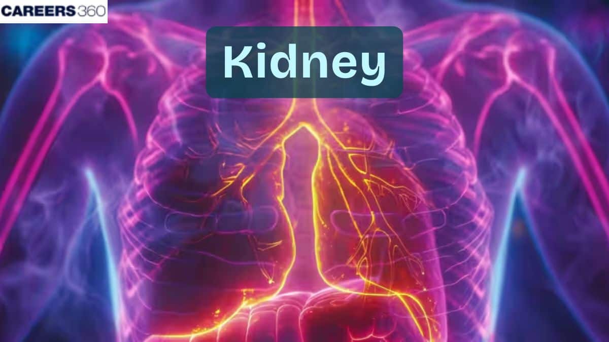 Kidney: Structure, Function and Related Diseases