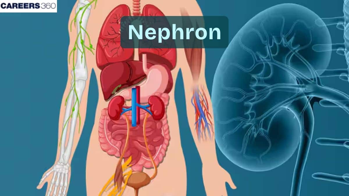 Nephron- Function Of Renal Tubules: Definition, Structure, Diagram, & Facts