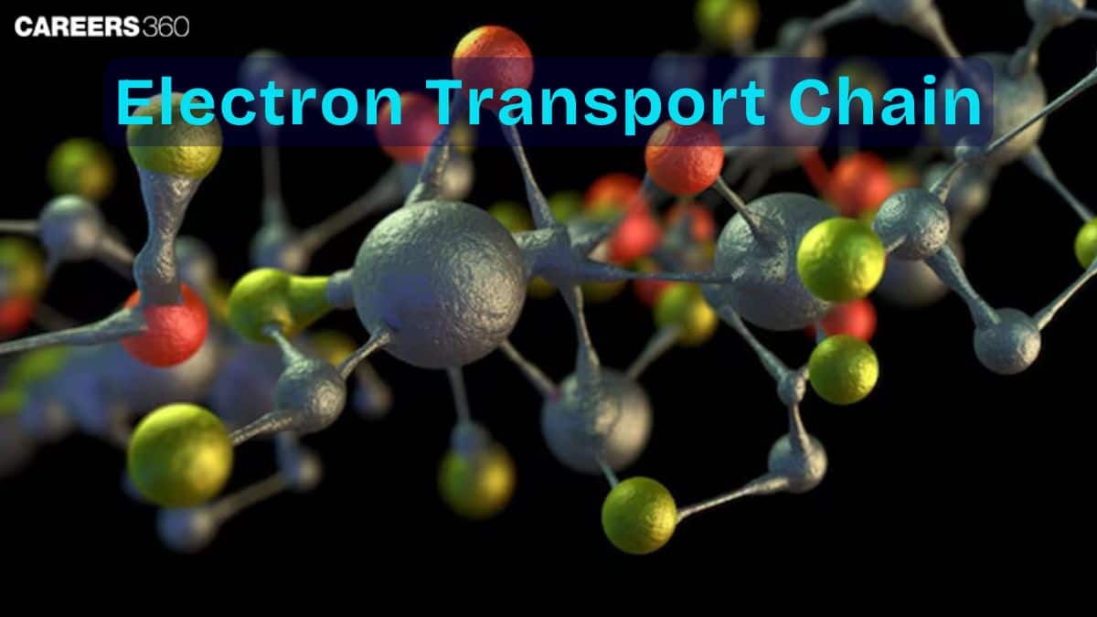 Electron Transport Chain: Overview, Structure, Function, Steps, Products, Diagram