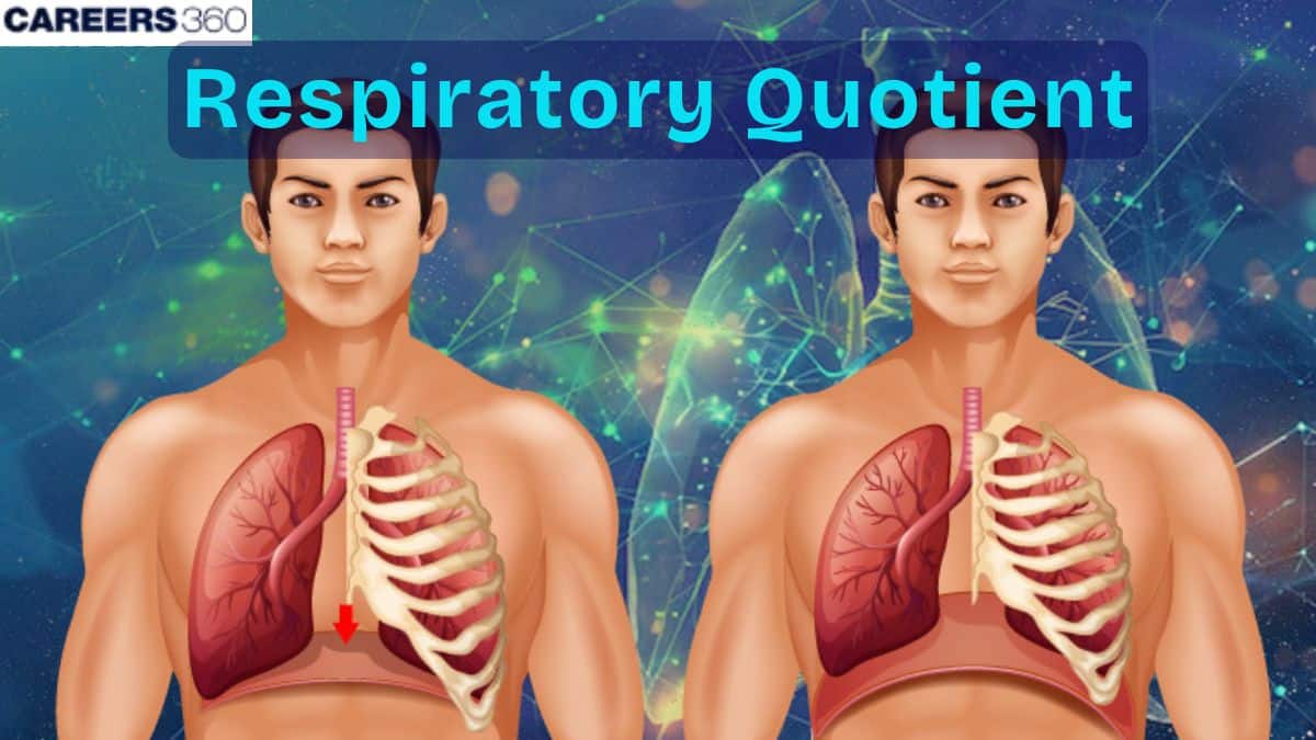 Respiratory Quotient And Aerobic Respiration: Characteristics, Related Terms and Application