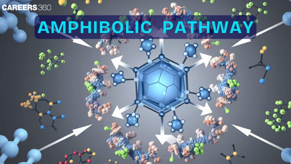 Amphibolic Pathway: Overview, Diagrams, Examples