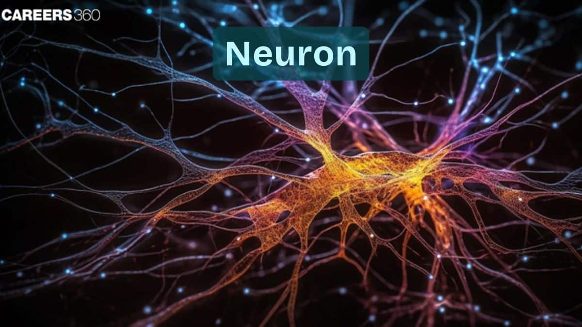 Neuron: Definition, Structure, Parts, Function, Diagrams