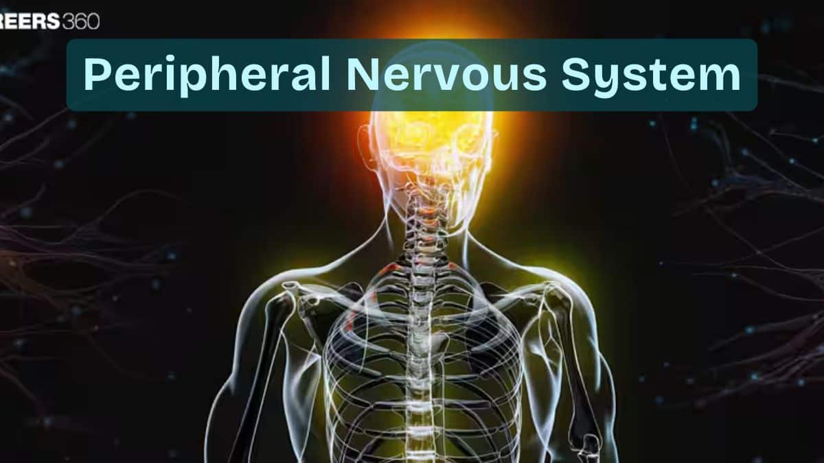 Peripheral Nervous System: Definition, Parts, Functions, Disorders