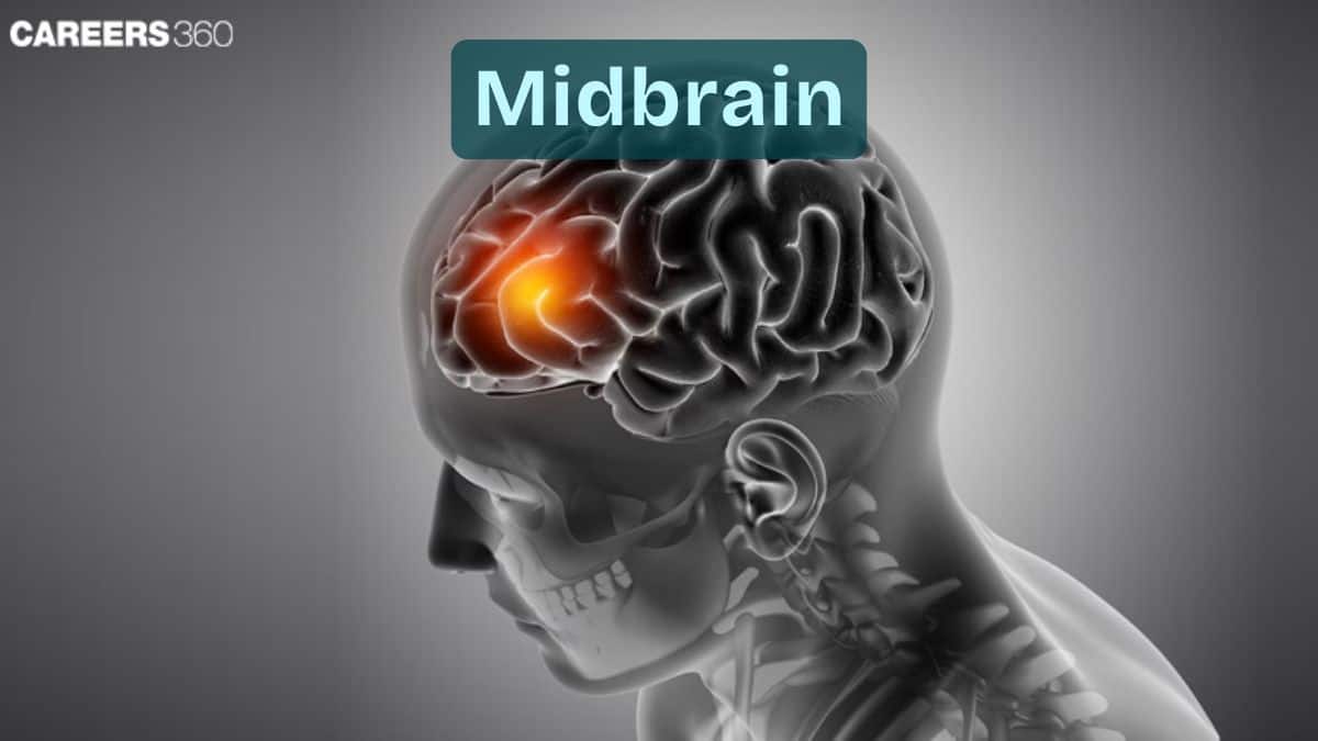 Midbrain: Definition, Meaning, Anatomy, Function, Treatment