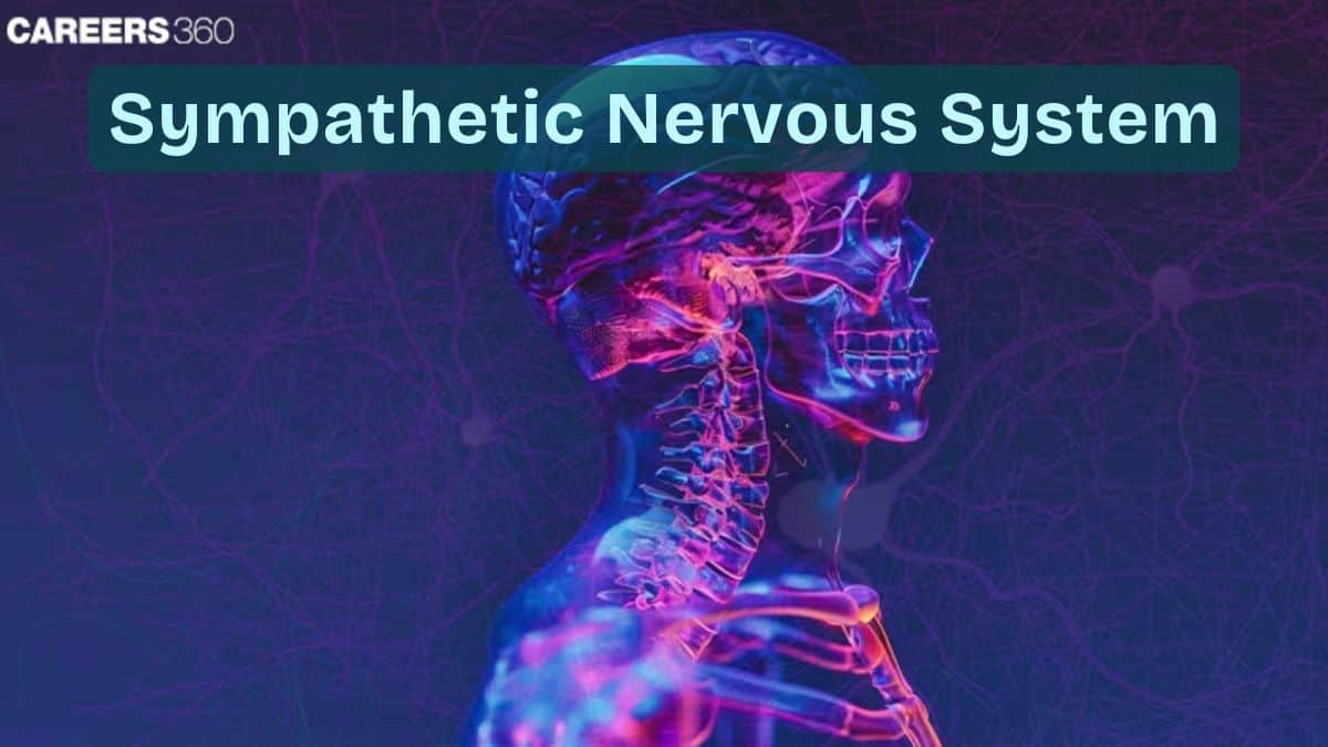 Sympathetic Nervous System: Definition, Function, Disorders