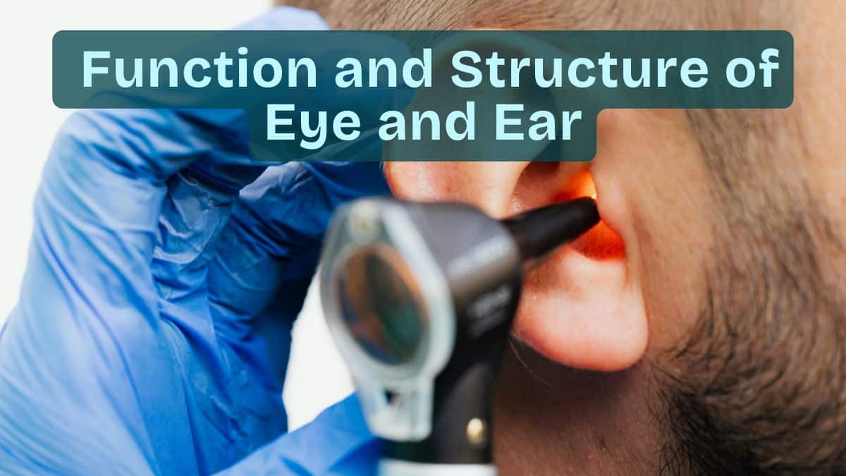 Eye and Ear: Structure, Functions & Diagram (NEET Notes)