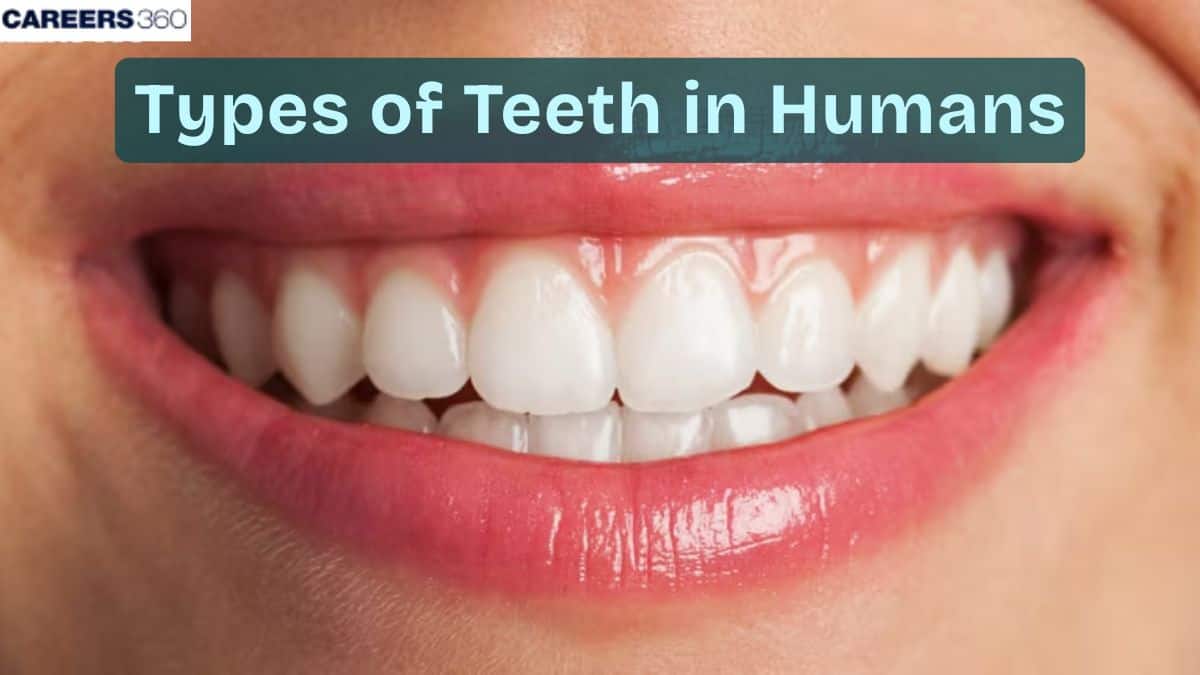Human Teeth: Types, Functions & Dentition | NEET Notes