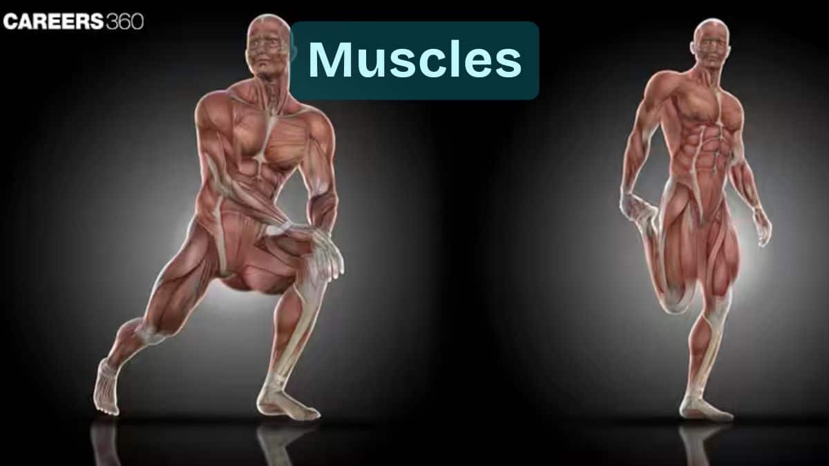 Muscles: Types, Groups, Anatomy, Functions, Composition, Development