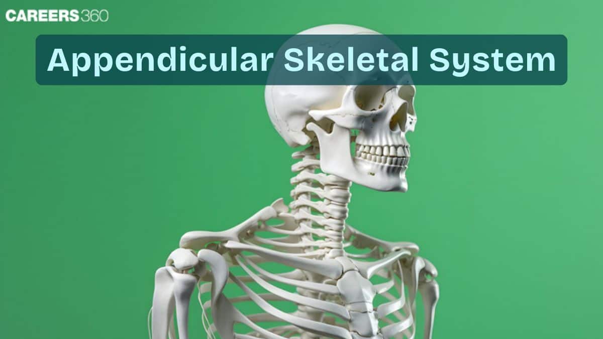 Appendicular Skeleton System: Definition, Function, Anatomy