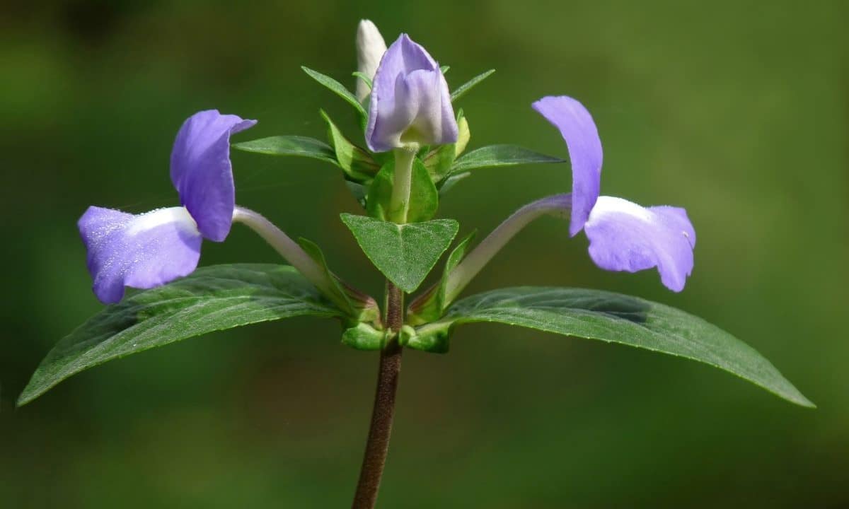 Known for its distinct blue-coloured flowers and fragrance, Amazon blue was introduced to India from Southeast Brazil. (Source: Wikimedia Commons)