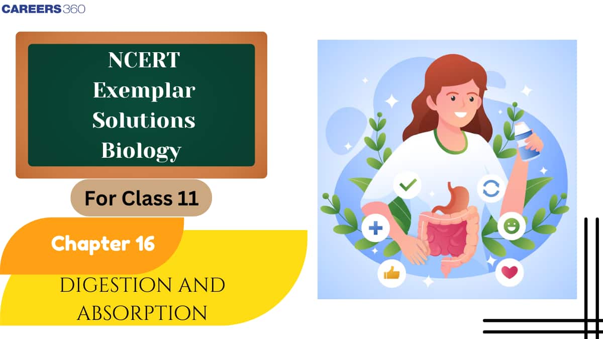 NCERT Exemplar Class 11 Biology Solutions Chapter 16 Digestion and Absorption