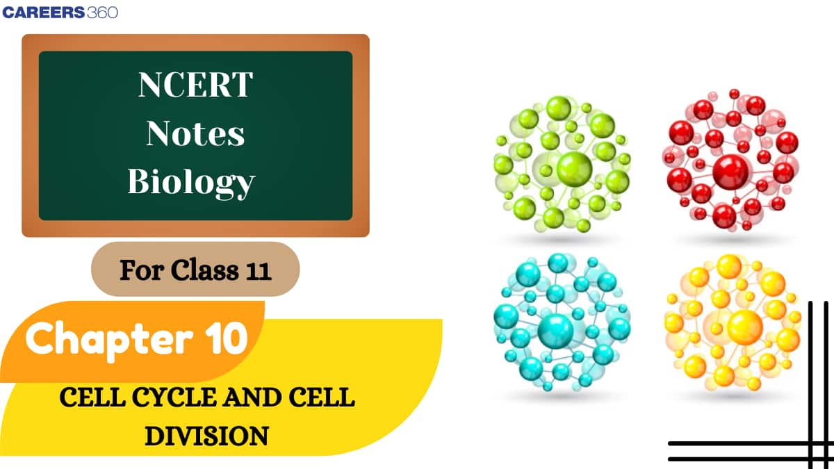 NCERT Class 11 Biology Chapter 10 Notes Cell Cycle And Cell Division- Download PDF