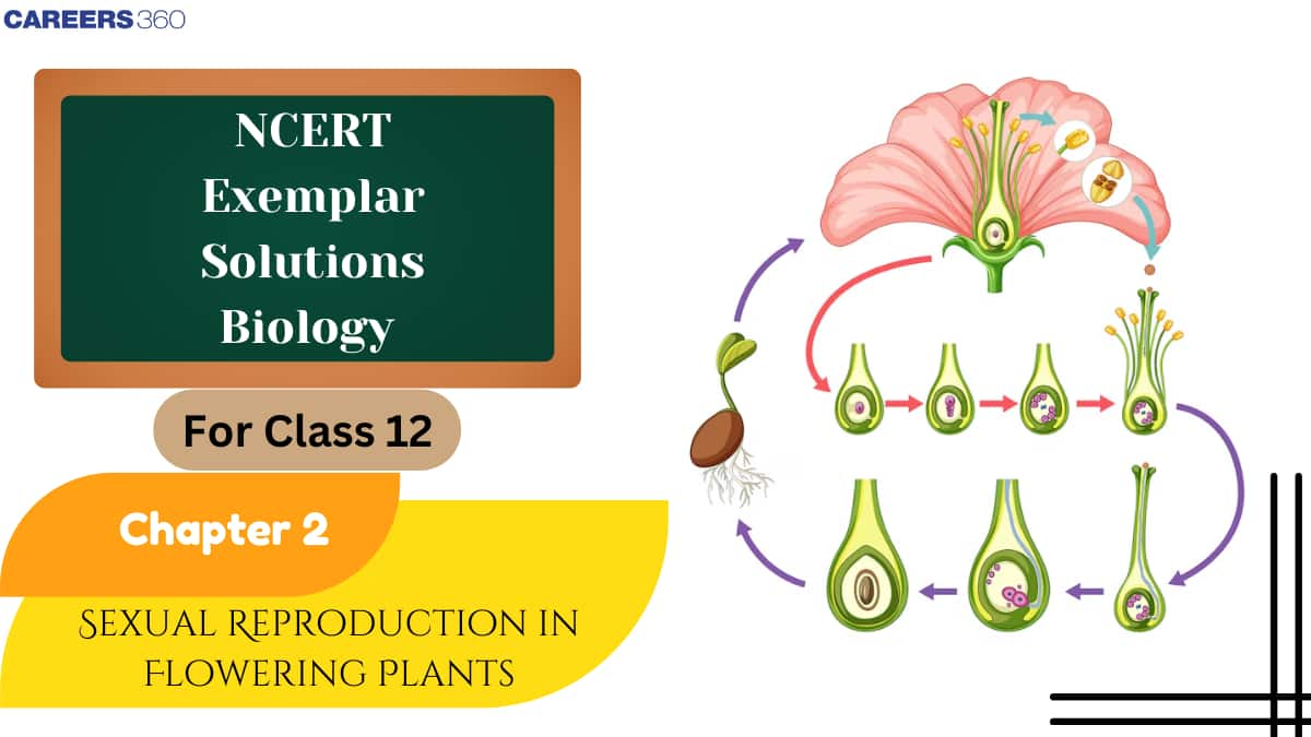 NCERT Exemplar Class 12 Biology Solutions Chapter 2 Sexual Reproduction in Flowering Plants