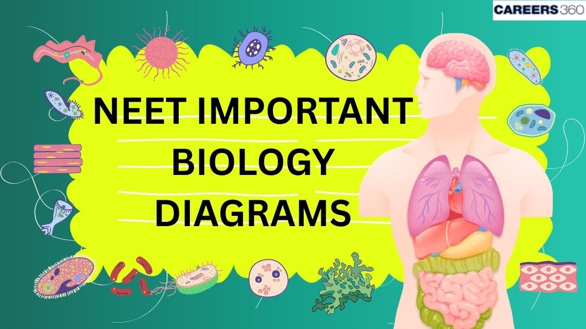 NEET Important Biology Diagrams 2025: Biology Diagrams Class 11th & 12th