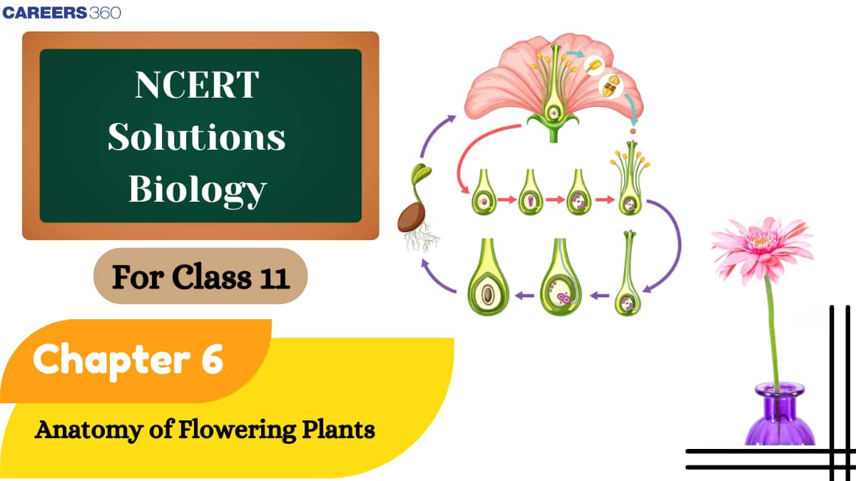 NCERT Solutions For Class 11 Biology Chapter 6 - Anatomy of Flowering Plants