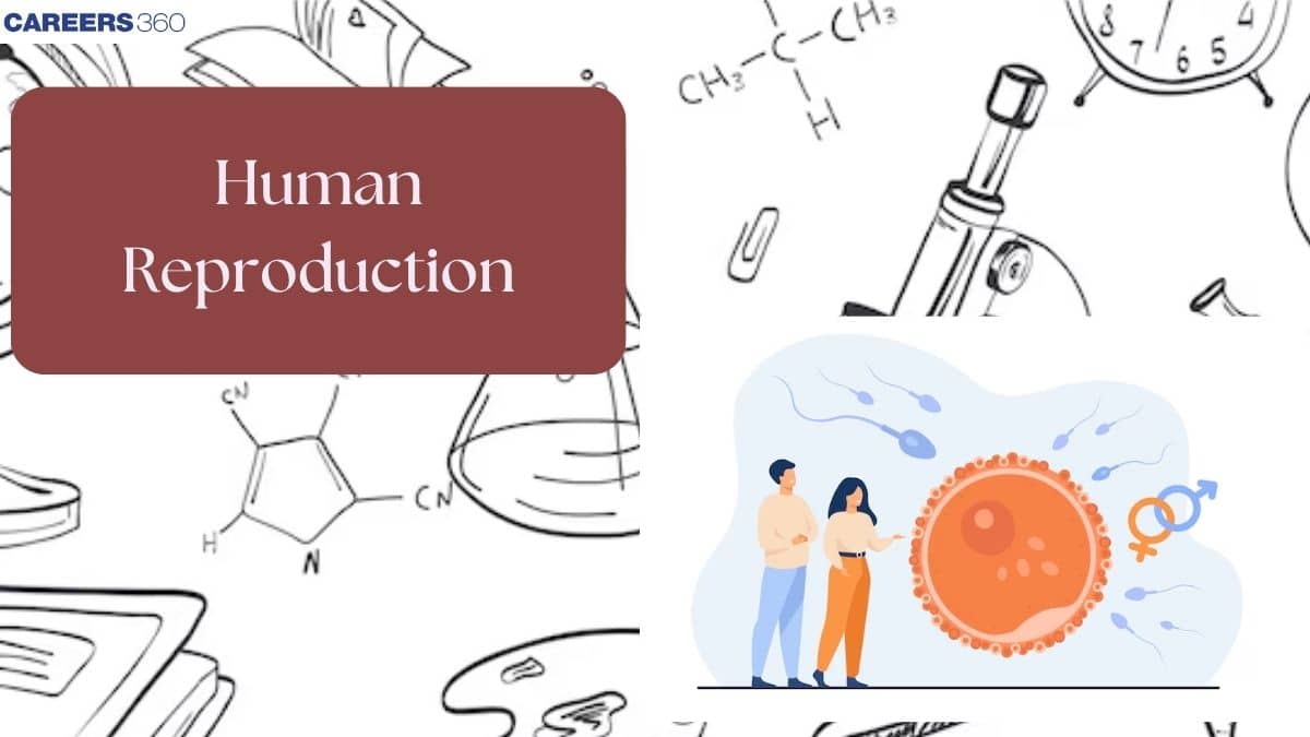 Human Reproduction - Notes, Topics, Books, Question & Answers