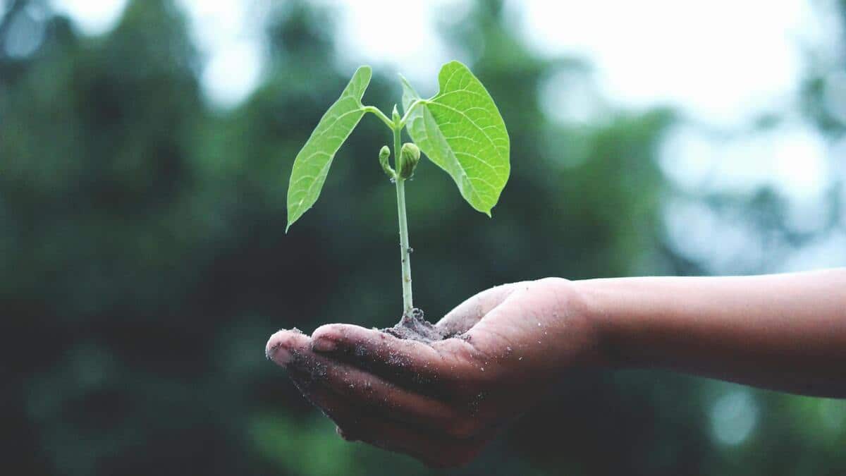 Delhi CM planted a 'sindoor' sapling.