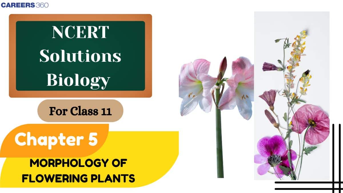NCERT Solutions for Class 11 Biology Chapter 5 - Morphology of Flowering Plants