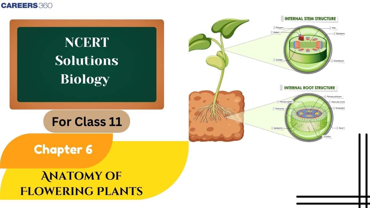NCERT Solutions For Class 11 Biology Chapter 6 - Anatomy of Flowering Plants