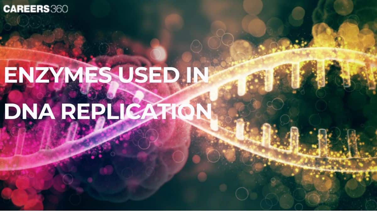 Enzymes used in DNA replication
