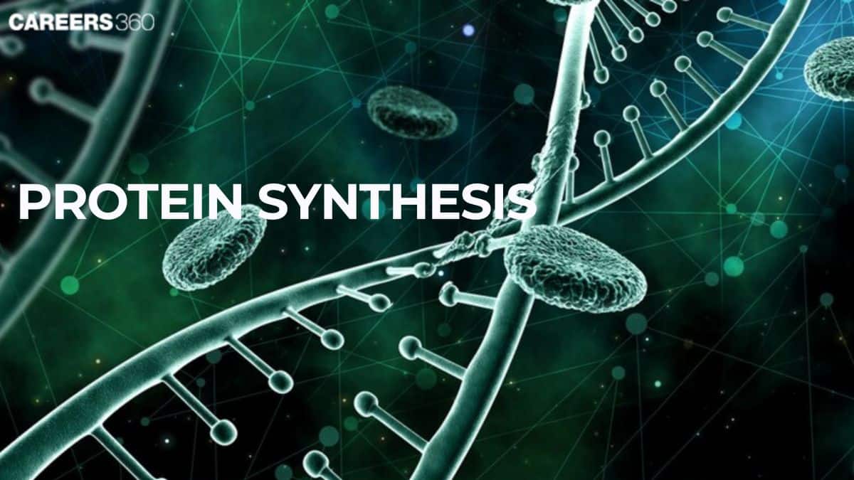 Protein Synthesis: Definition, Steps and Examples
