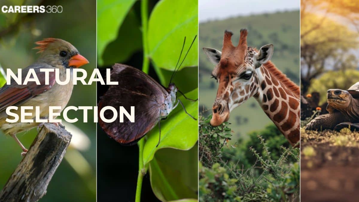 Natural Selection: Definition, Types, Examples and Process