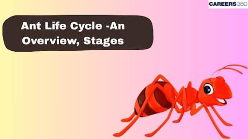 Ant Life Cycle -An Overview, Stages